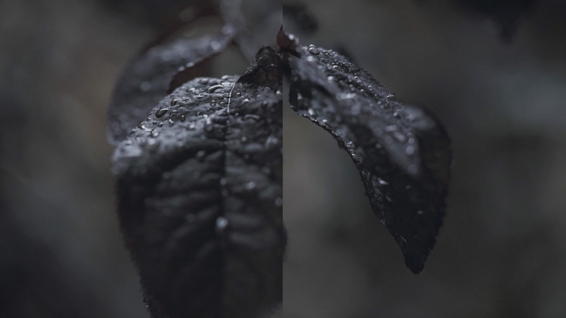 LOWRES HIGHLIFE - Video Editing und Motion Design - Berlin